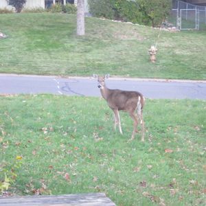 Meet your Posher, Jing